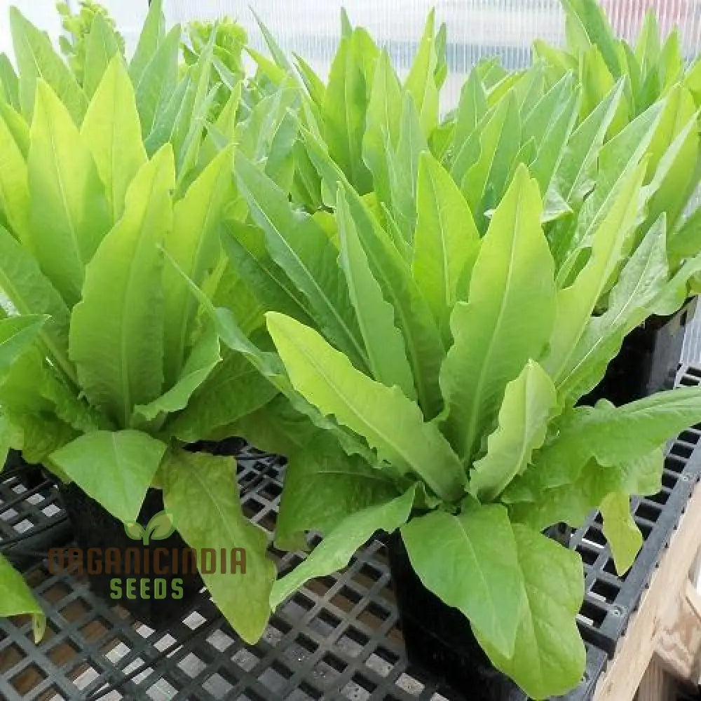 Strela Green Lettuce Seeds: Premium Quality For Vibrant Gardening Success