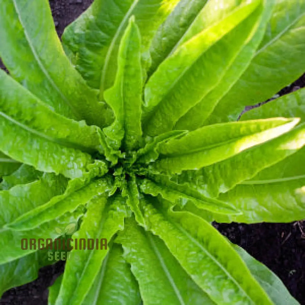 Strela Green Lettuce Seeds: Premium Quality For Vibrant Gardening Success