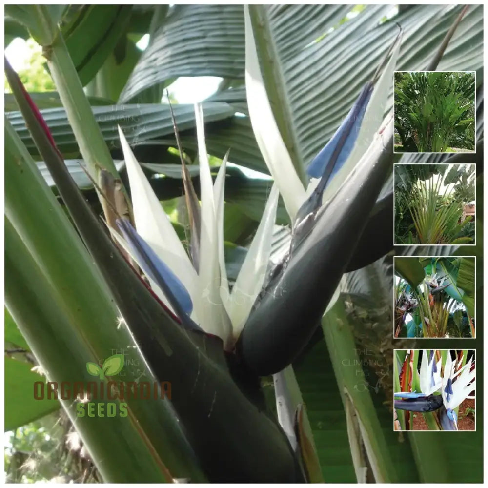 Strelitzia Nicolai â€™White Bird Of Paradiseâ€™ Seeds For Your Garden â€“ Elevate Gardening