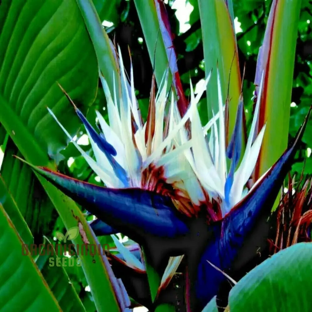 Strelitzia Nicolai â€™White Bird Of Paradiseâ€™ Seeds For Your Garden â€“ Elevate Gardening