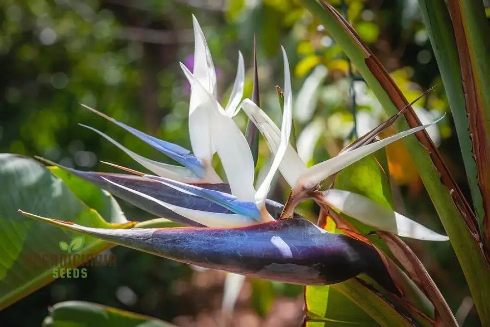 Strelitzia Nicolai ’White Bird Of Paradise’ Seeds For Your Garden – Elevate Gardening