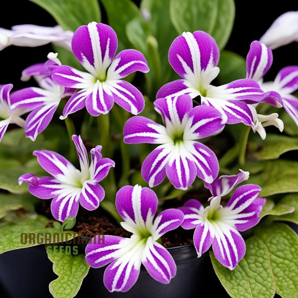 Streptocarpus Glandulosissimus Flower Seeds Cape Primrose White Pink Purple Red Lovely Flowers