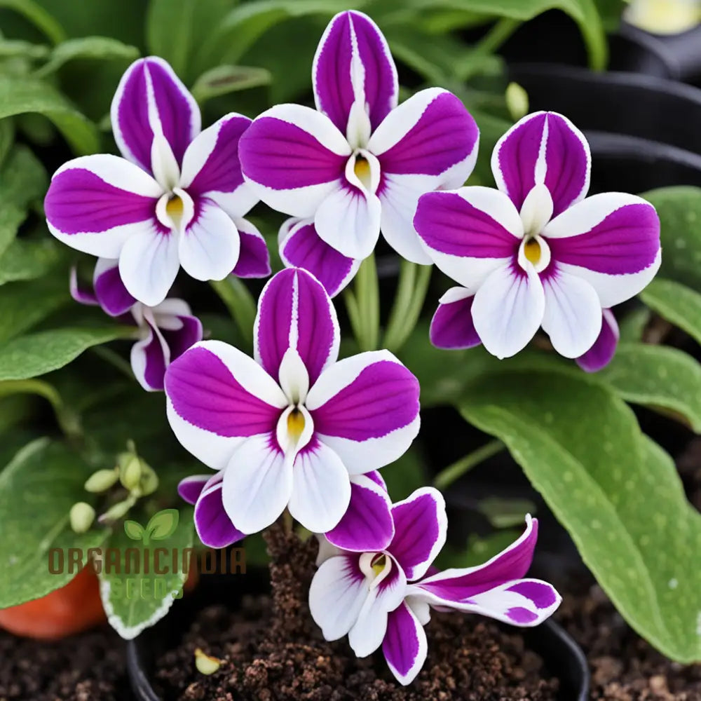 Streptocarpus Glandulosissimus Flower Seeds Cape Primrose White Pink Purple Red Lovely Flowers