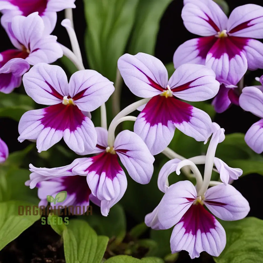 Streptocarpus Glandulosissimus Flower Seeds Cape Primrose White Pink Purple Red Lovely Flowers