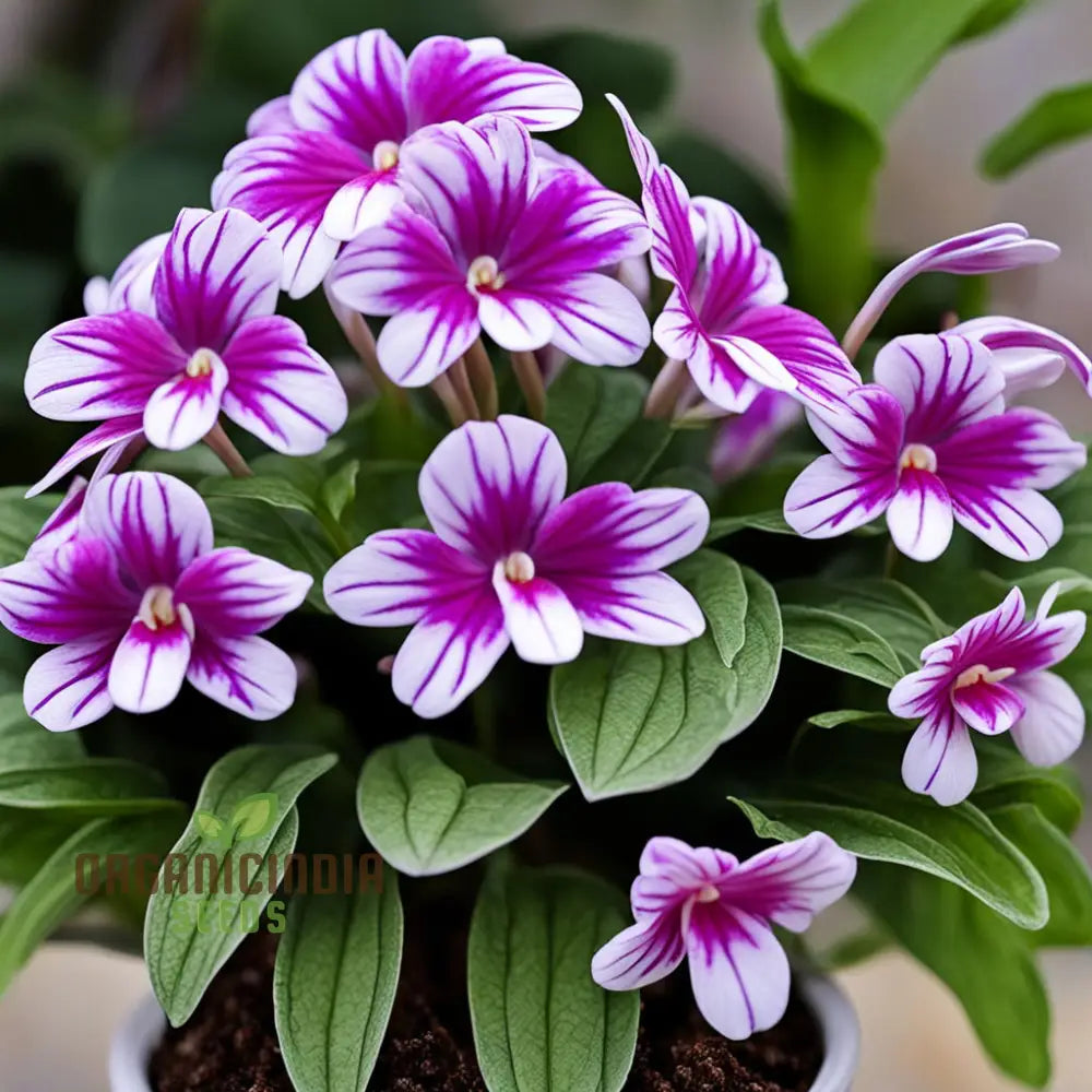 Streptocarpus Glandulosissimus Flower Seeds Cape Primrose White Pink Purple Red Lovely Flowers