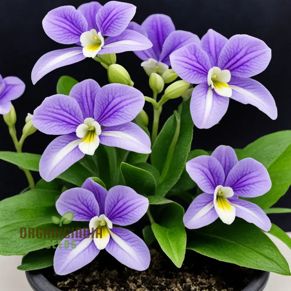 Streptocarpus Planting Flower Seeds For A Vibrant Blooming Paradise – Elevate Your Gardening