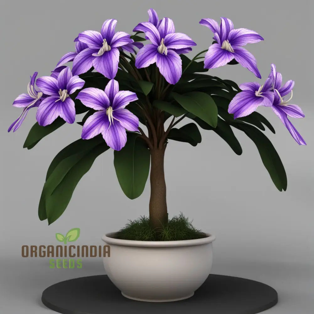 Streptocarpus Planting Flower Seeds For A Vibrant Blooming Paradise – Elevate Your Gardening