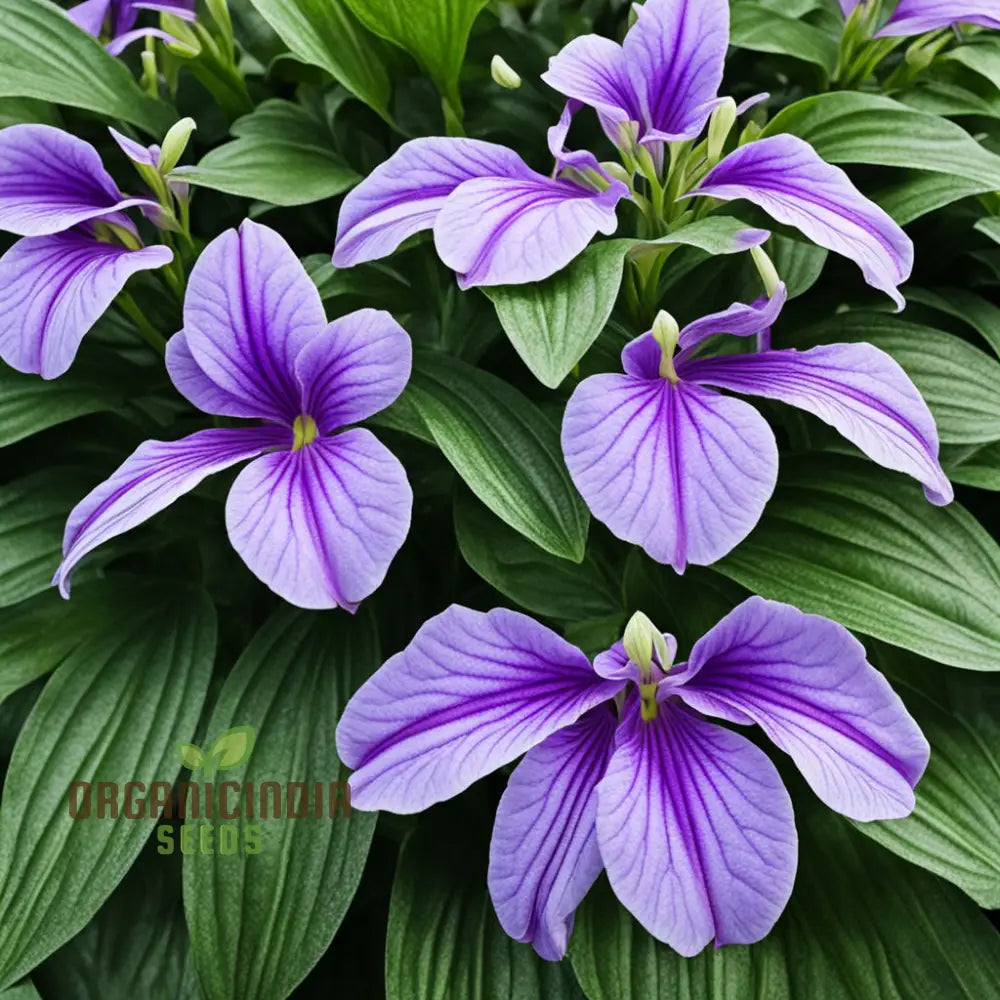 Streptocarpus Planting Flower Seeds For A Vibrant Blooming Paradise – Elevate Your Gardening