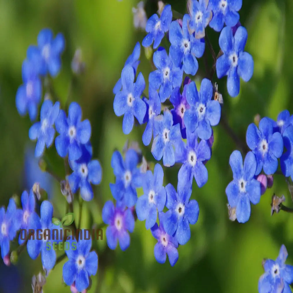 Stunning Blue Ground Cover Flowering Plant Seeds - Perfect For Enhancing Your Garden With Lush