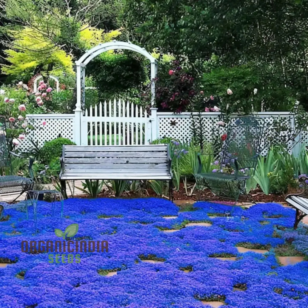 Stunning Blue Ground Cover Flowering Plant Seeds - Perfect For Enhancing Your Garden With Lush