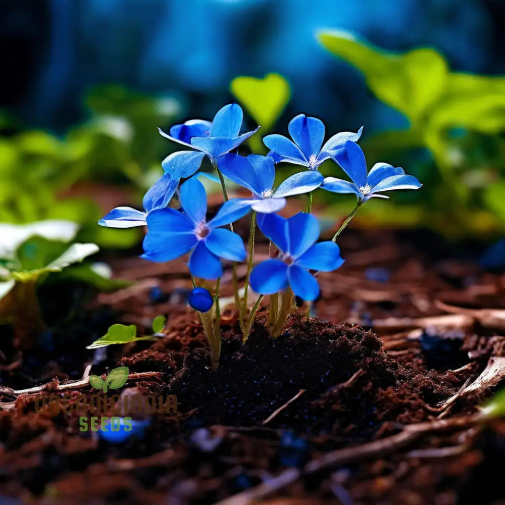 Stunning Blue Ground Cover Flowering Plant Seeds - Perfect For Enhancing Your Garden With Lush