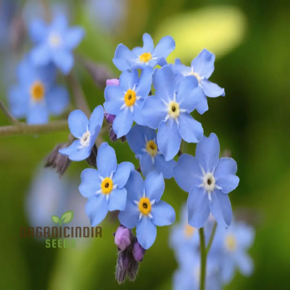 Stunning Blue Ground Cover Flowering Plant Seeds - Perfect For Enhancing Your Garden With Lush