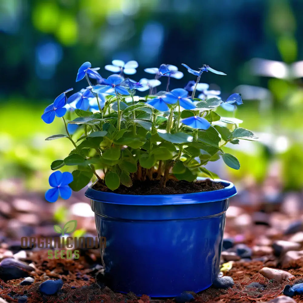 Stunning Blue Ground Cover Flowering Plant Seeds - Perfect For Enhancing Your Garden With Lush