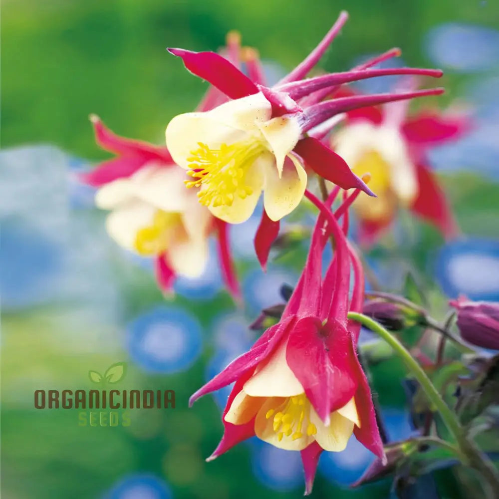 Stunning Columbine Crimson Star - Vibrant Perennial Flower For Your Garden | Shop Now On Shopify!