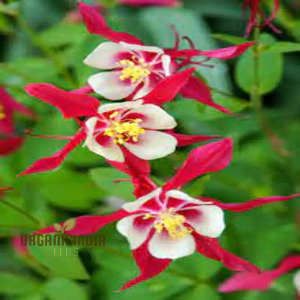 Stunning Columbine Crimson Star - Vibrant Perennial Flower For Your Garden | Shop Now On Shopify!