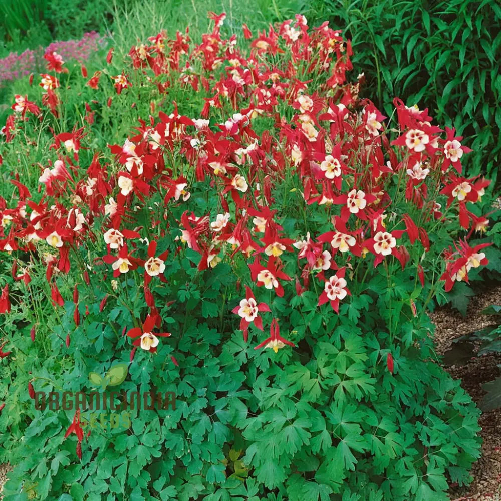 Stunning Columbine Crimson Star - Vibrant Perennial Flower For Your Garden | Shop Now On Shopify!