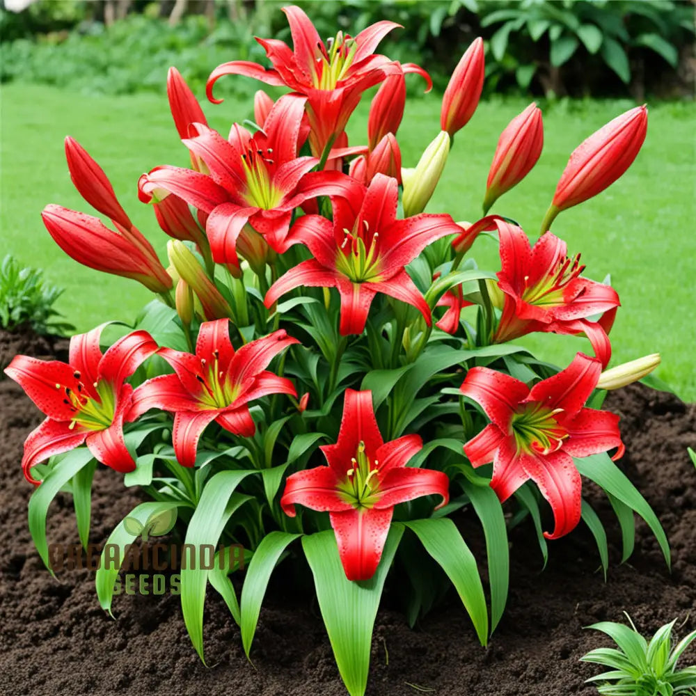 Stunning Red Lily Flower Seeds Fragrant Flowers Planting Bulb For Home Gardening Perennials