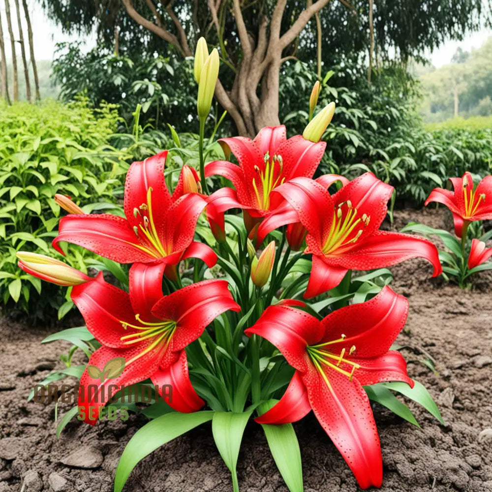 Stunning Red Lily Flower Seeds Fragrant Flowers Planting Bulb For Home Gardening Perennials