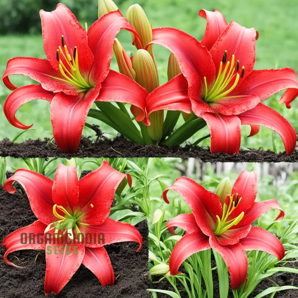 Stunning Red Lily Flower Seeds Fragrant Flowers Planting Bulb For Home Gardening Perennials