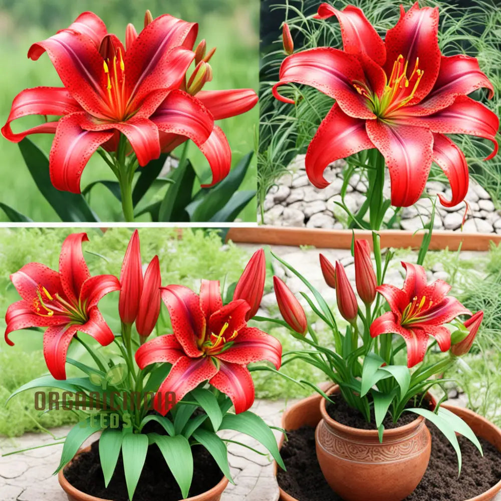 Stunning Red Lily Flower Seeds Fragrant Flowers Planting Bulb For Home Gardening Perennials