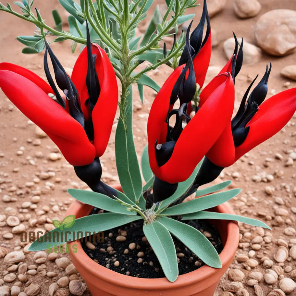 Sturt’s Desert Pea Flower Seeds – Elevate Your Gardening Experience With Exotic Blooms Straight