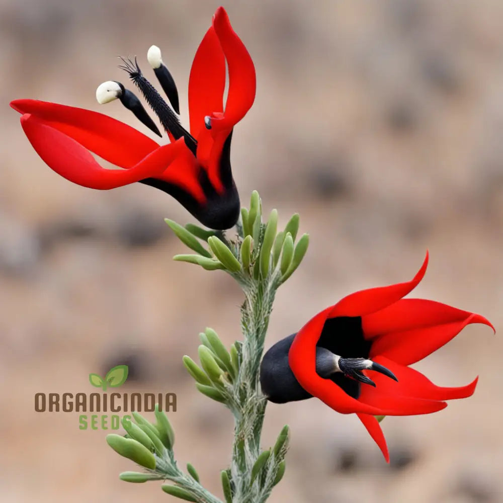 Sturt’s Desert Pea Flower Seeds – Elevate Your Gardening Experience With Exotic Blooms Straight