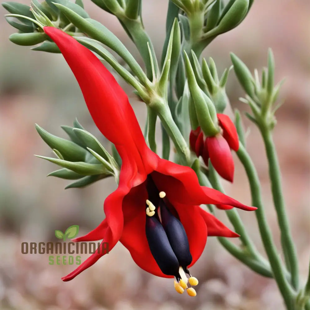 Sturt’s Desert Pea Flower Seeds – Elevate Your Gardening Experience With Exotic Blooms Straight