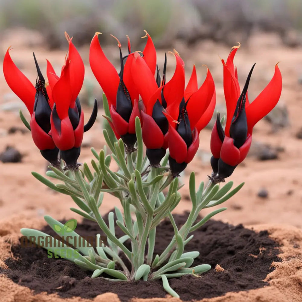 Sturtâ€™s Desert Pea Flower Seeds â€“ Elevate Your Gardening Experience With Exotic Blooms Straight