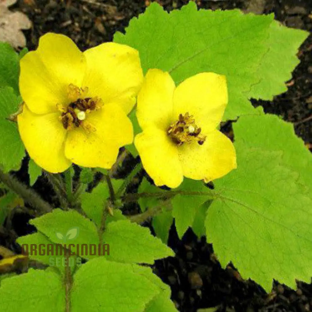 Stylophorum Sutchuenense Seeds â€“ Elevate Your Gardening Experience With Rare And Beautiful Blooms!