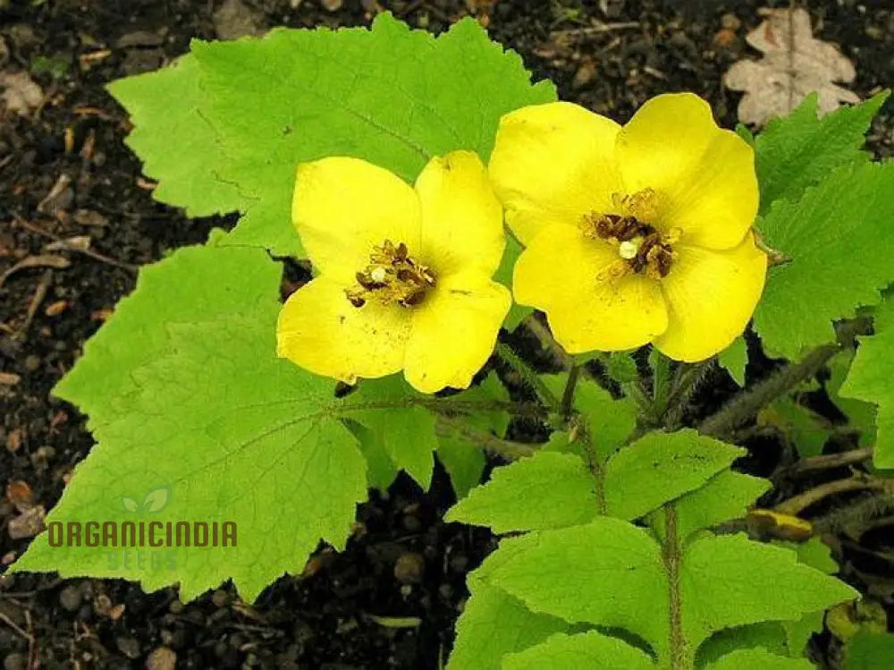 Stylophorum Sutchuenense Seeds â€“ Elevate Your Gardening Experience With Rare And Beautiful Blooms!