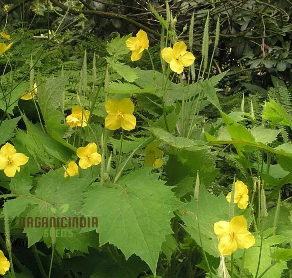 Stylophorum Sutchuenense Seeds – Elevate Your Gardening Experience With Rare And Beautiful Blooms!