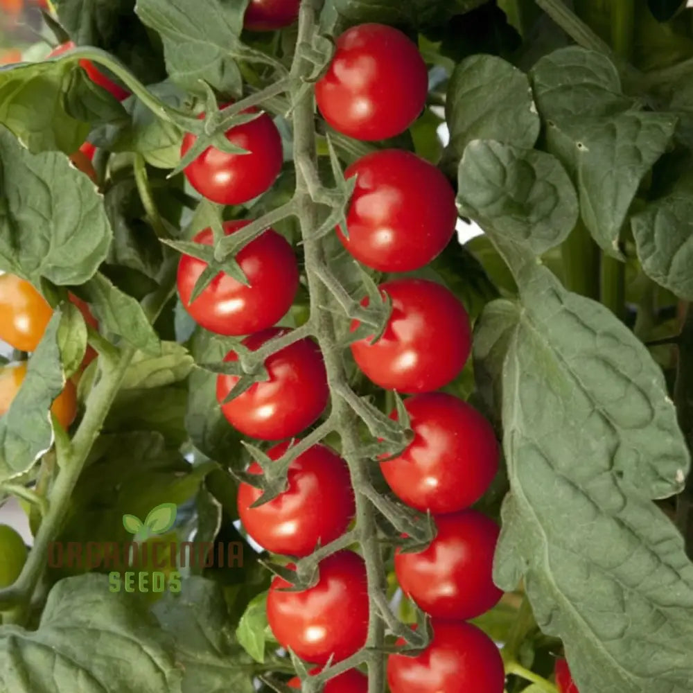 Sugar Gloss Cherry Tomato Seeds - Sweet And Shiny Tomatoes For Your Garden