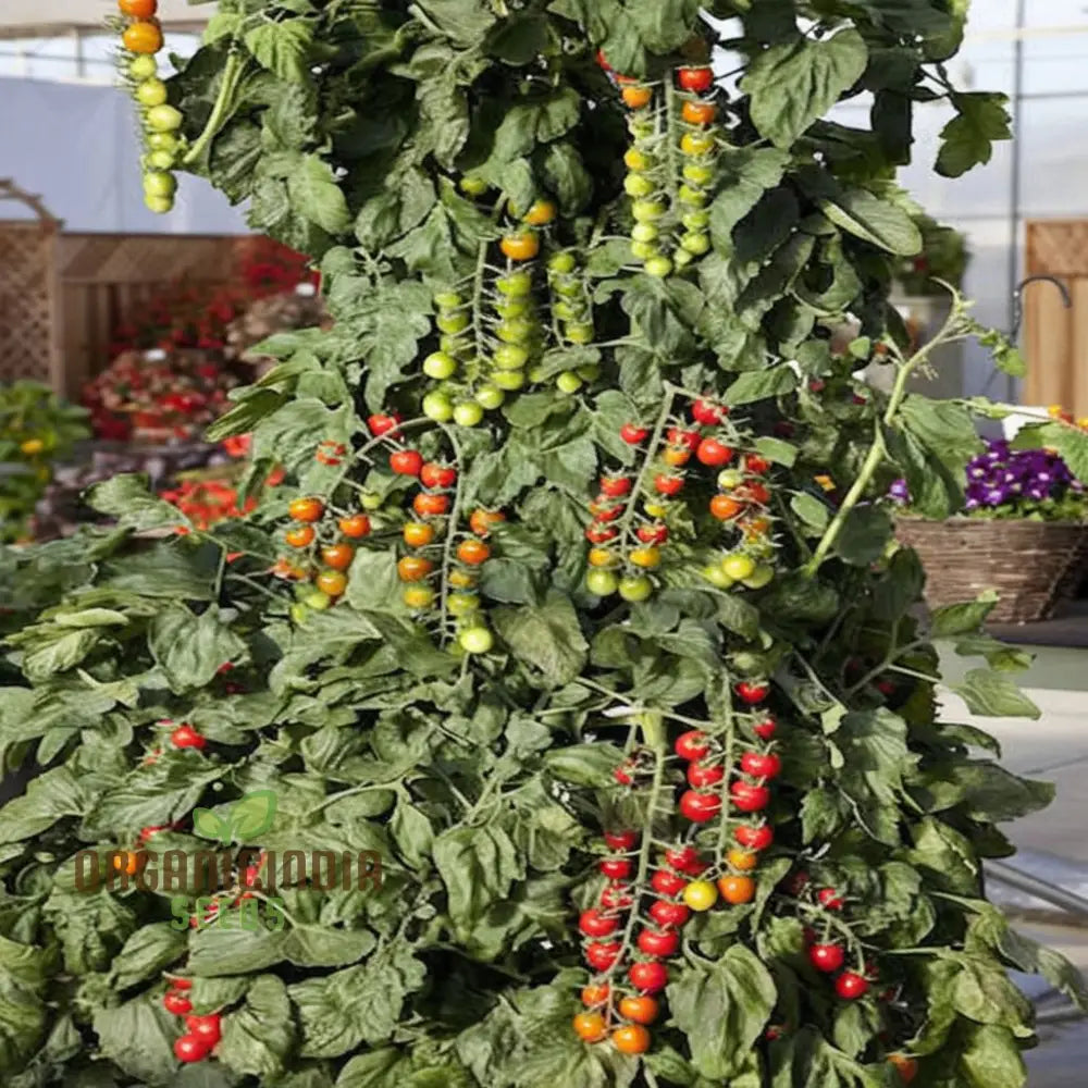 Sugar Gloss Cherry Tomato Seeds - Sweet And Shiny Tomatoes For Your Garden