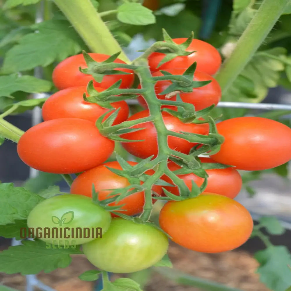 Sugar Gloss Cherry Tomato Seeds - Sweet And Shiny Tomatoes For Your Garden