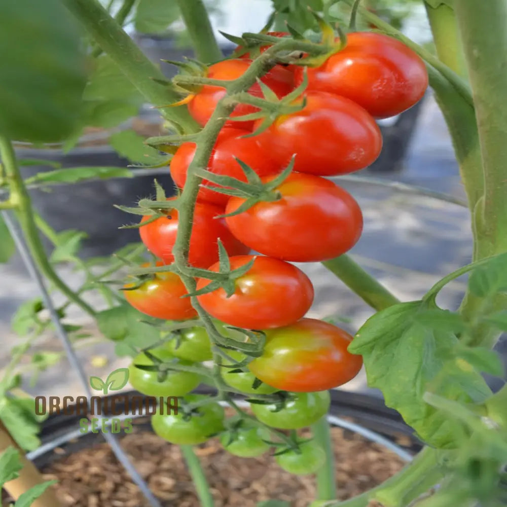 Sugar Gloss Cherry Tomato Seeds - Sweet And Shiny Tomatoes For Your Garden