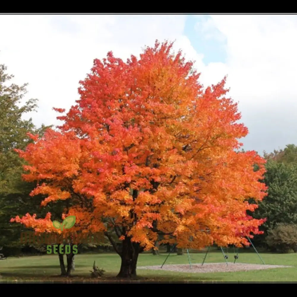 Sugar Maple Seeds (Acer Saccharin Southern) (100 Seeds)