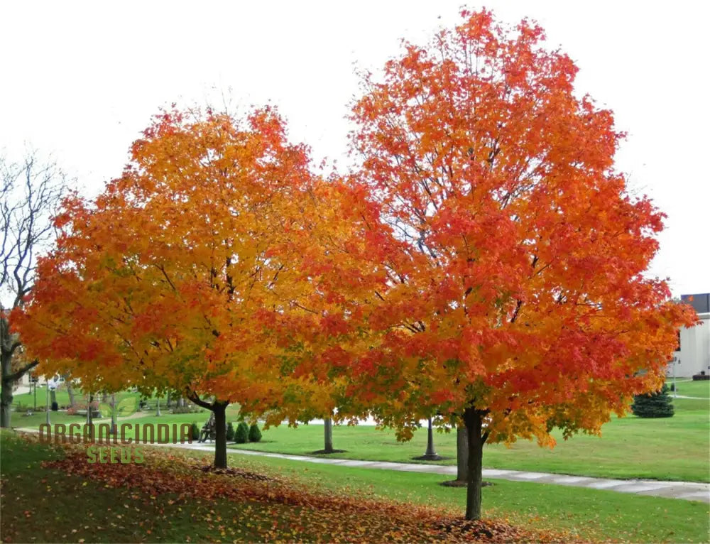 Sugar Maple Seeds (Acer Saccharin Southern) (100 Seeds)