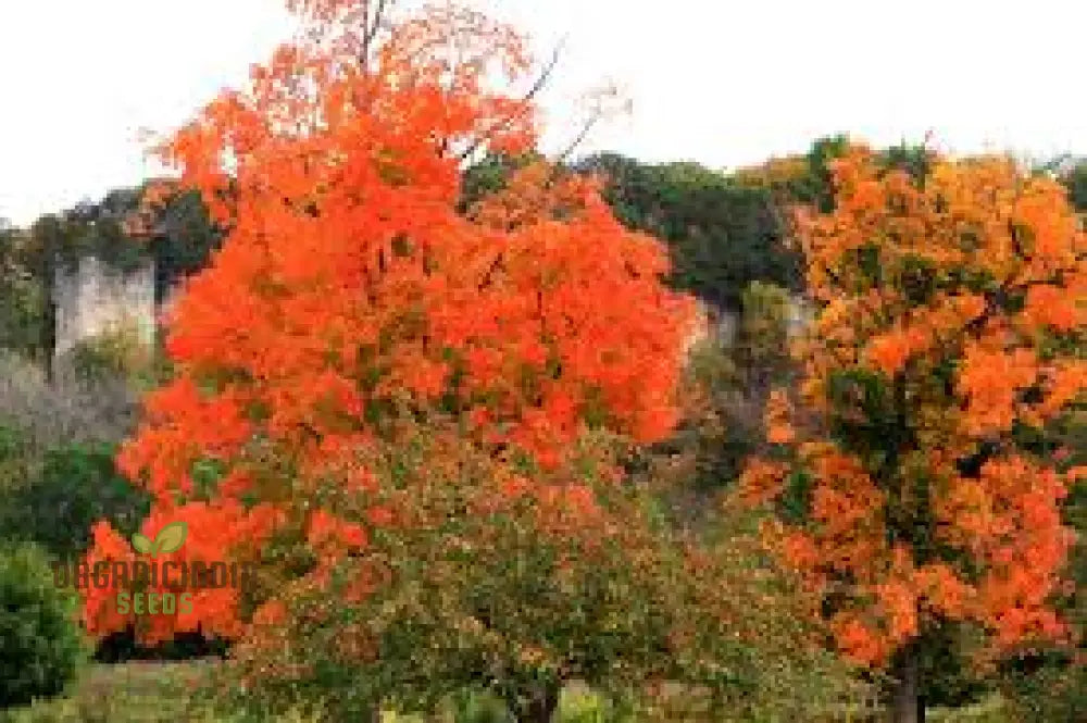 Sugar Maple Seeds (Acer Saccharin Southern) (100 Seeds)