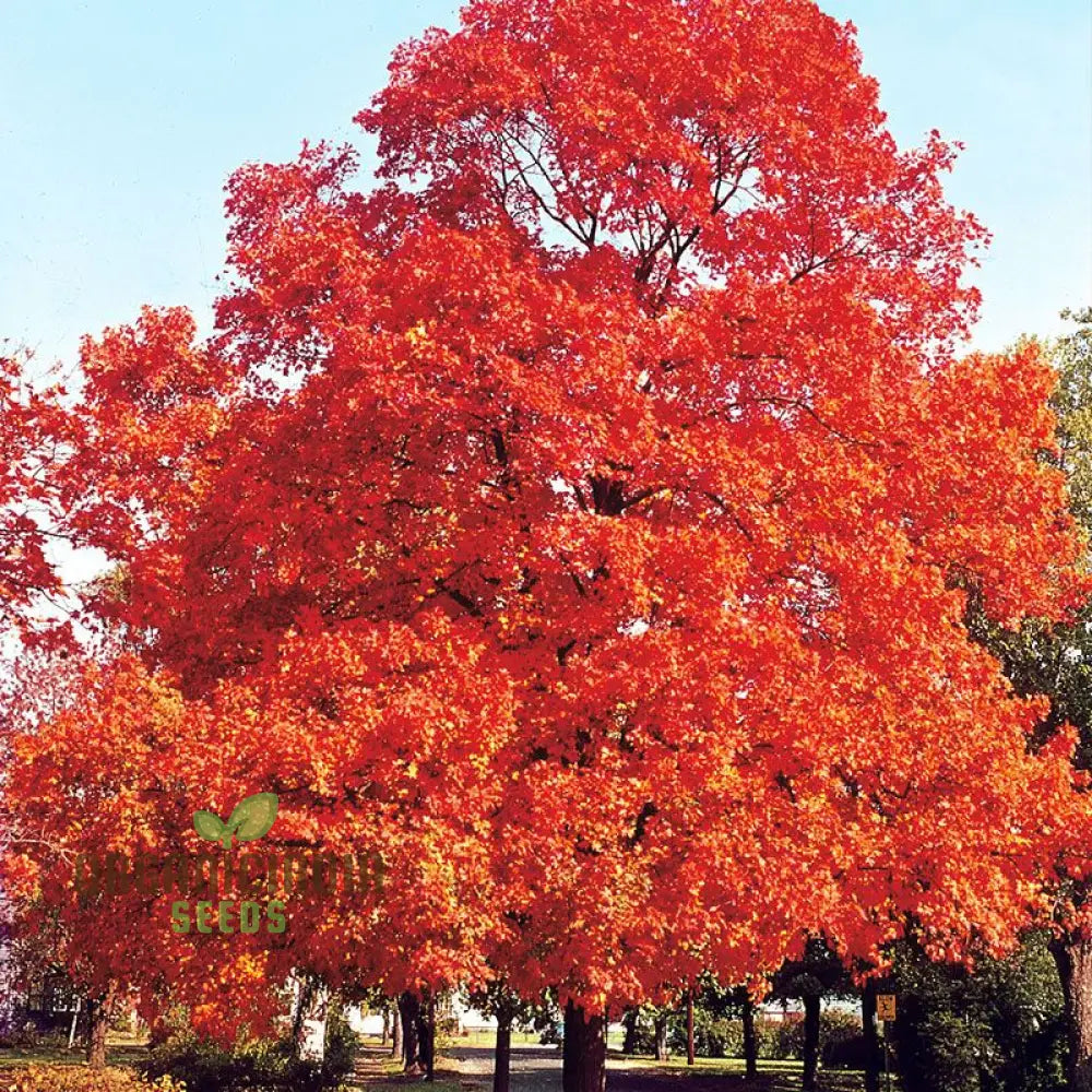 Sugar Maple Seeds (Acer Saccharin Southern) (100 Seeds)