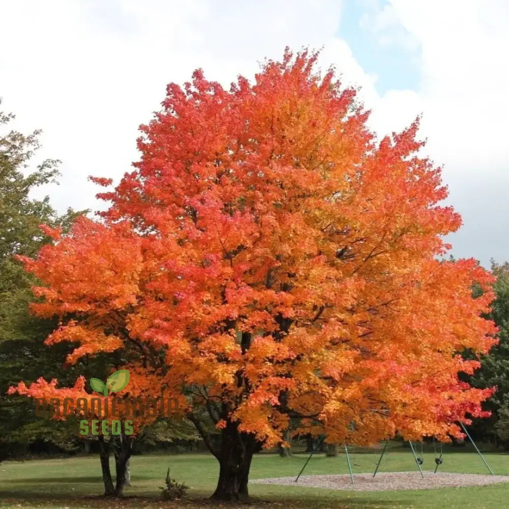 Sugar Maple Seeds (Acer Saccharin Southern) (100 Seeds)