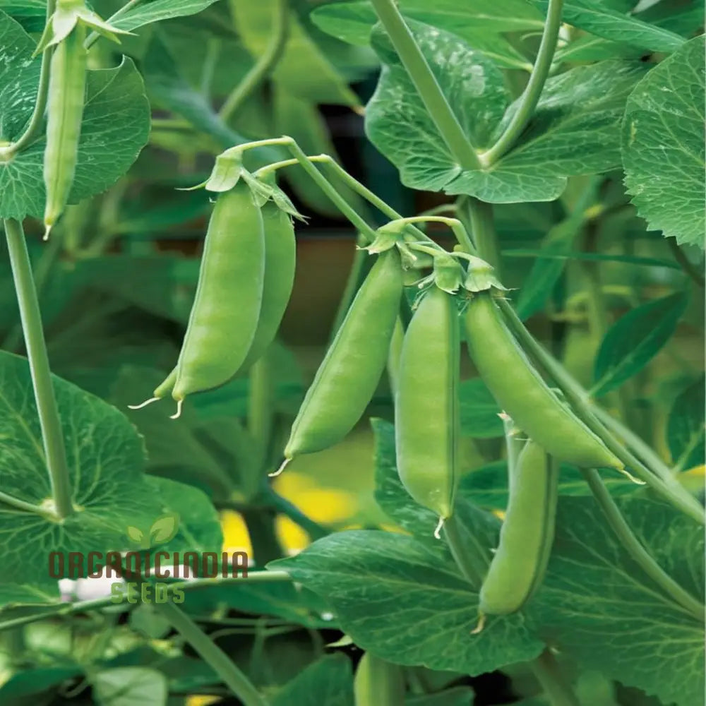 Sugar Snap Pea Seeds For Planting Ideal Vegetable Gardening And Home Gardens