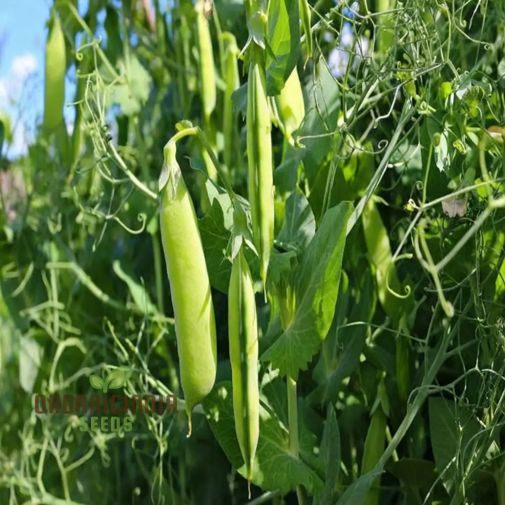 Sugar Snap Pea Seeds For Planting Ideal Vegetable Gardening And Home Gardens