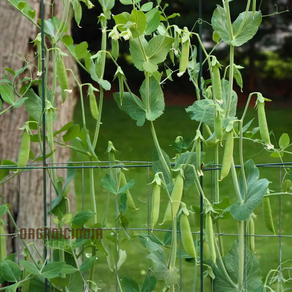 Sugar Snap Pea Seeds For Planting Ideal Vegetable Gardening And Home Gardens