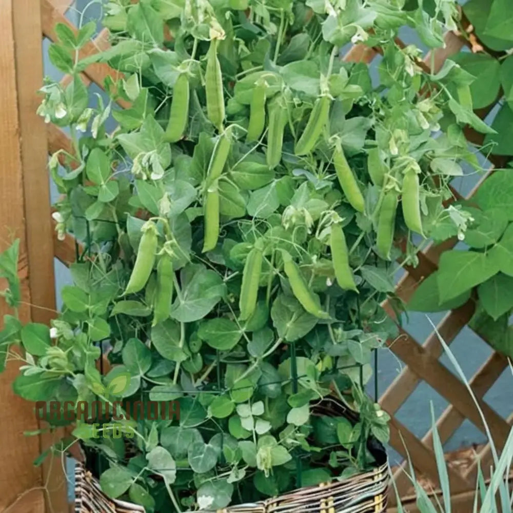 Sugar Snap Pea Seeds For Planting Ideal Vegetable Gardening And Home Gardens