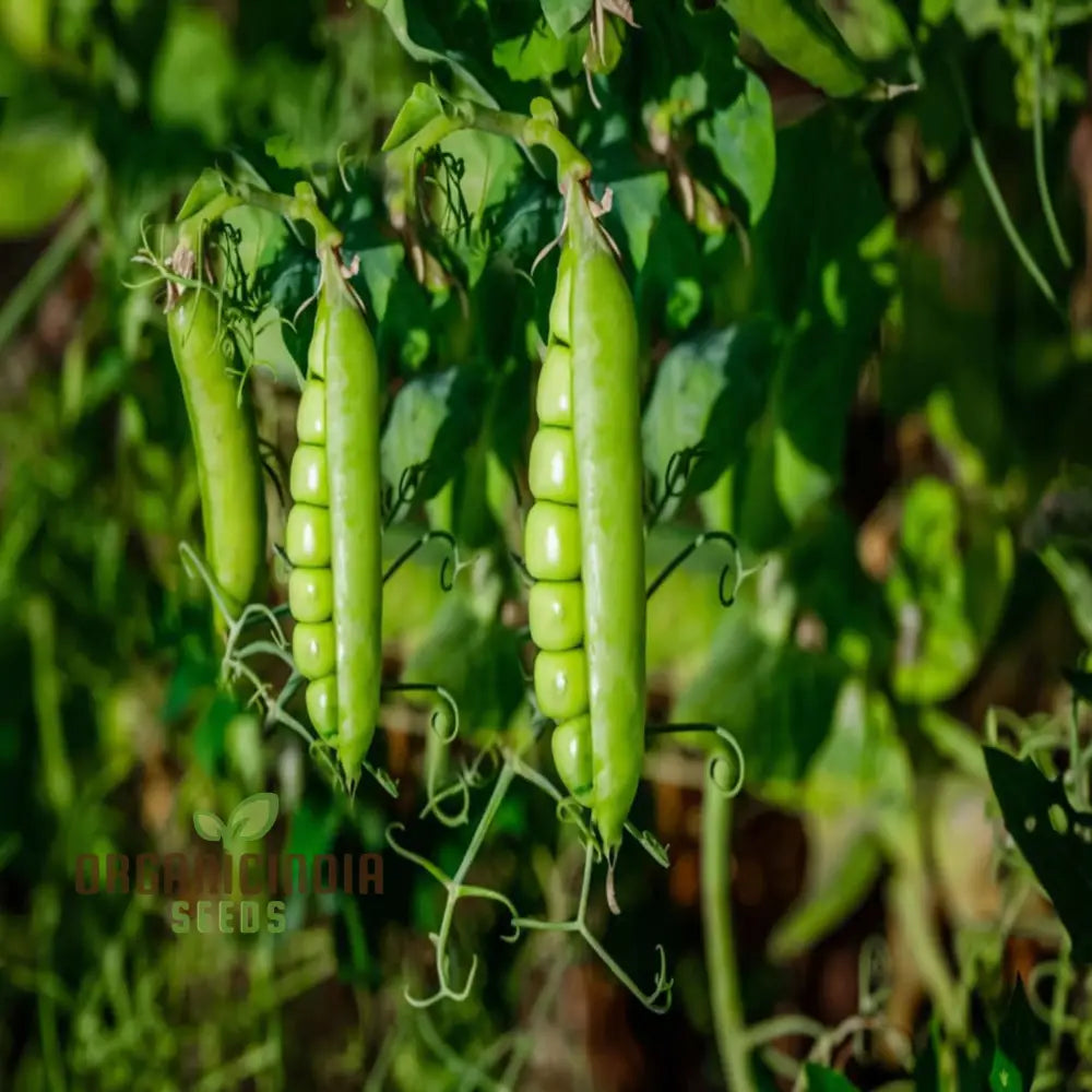 Sugar Snap Pea Seeds For Planting Ideal Vegetable Gardening And Home Gardens