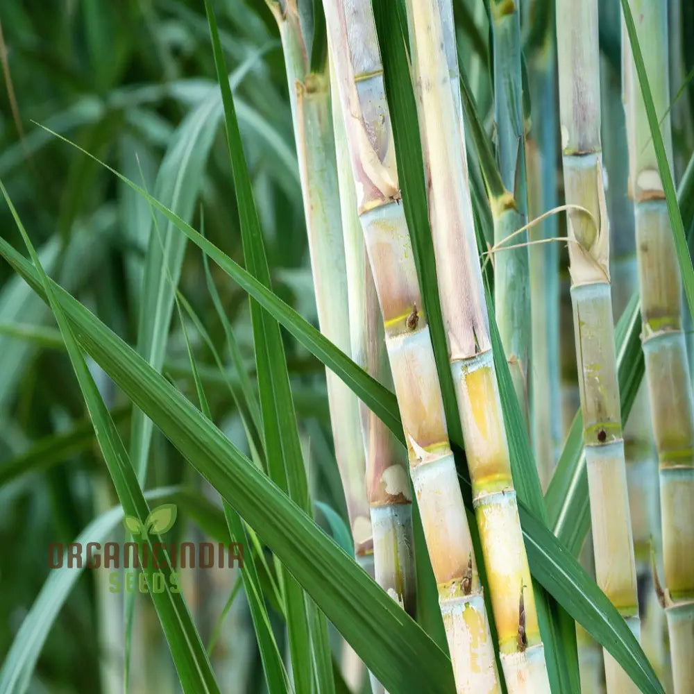 Sugarcane Planting Seeds And Gardening Made Easy For Bountiful Harvests Plant