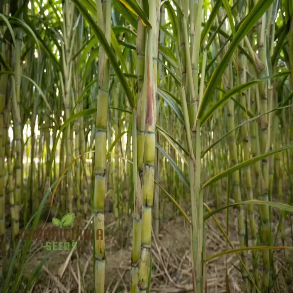 Sugarcane Planting Seeds And Gardening Made Easy For Bountiful Harvests Plant