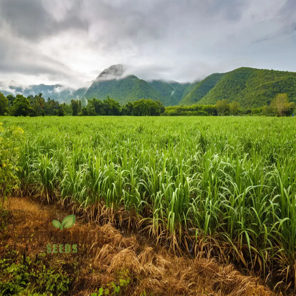 Sugarcane Planting Seeds And Gardening Made Easy For Bountiful Harvests Plant