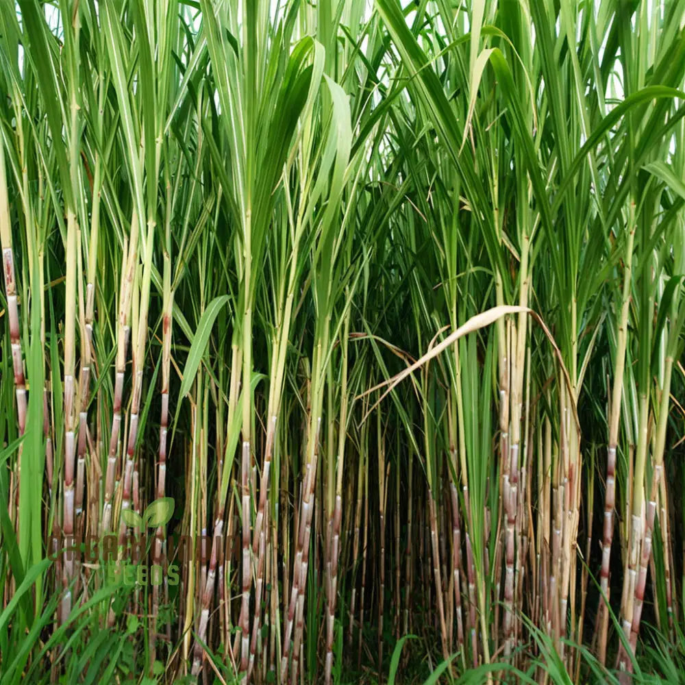 Sugarcane Planting Seeds And Gardening Made Easy For Bountiful Harvests Plant