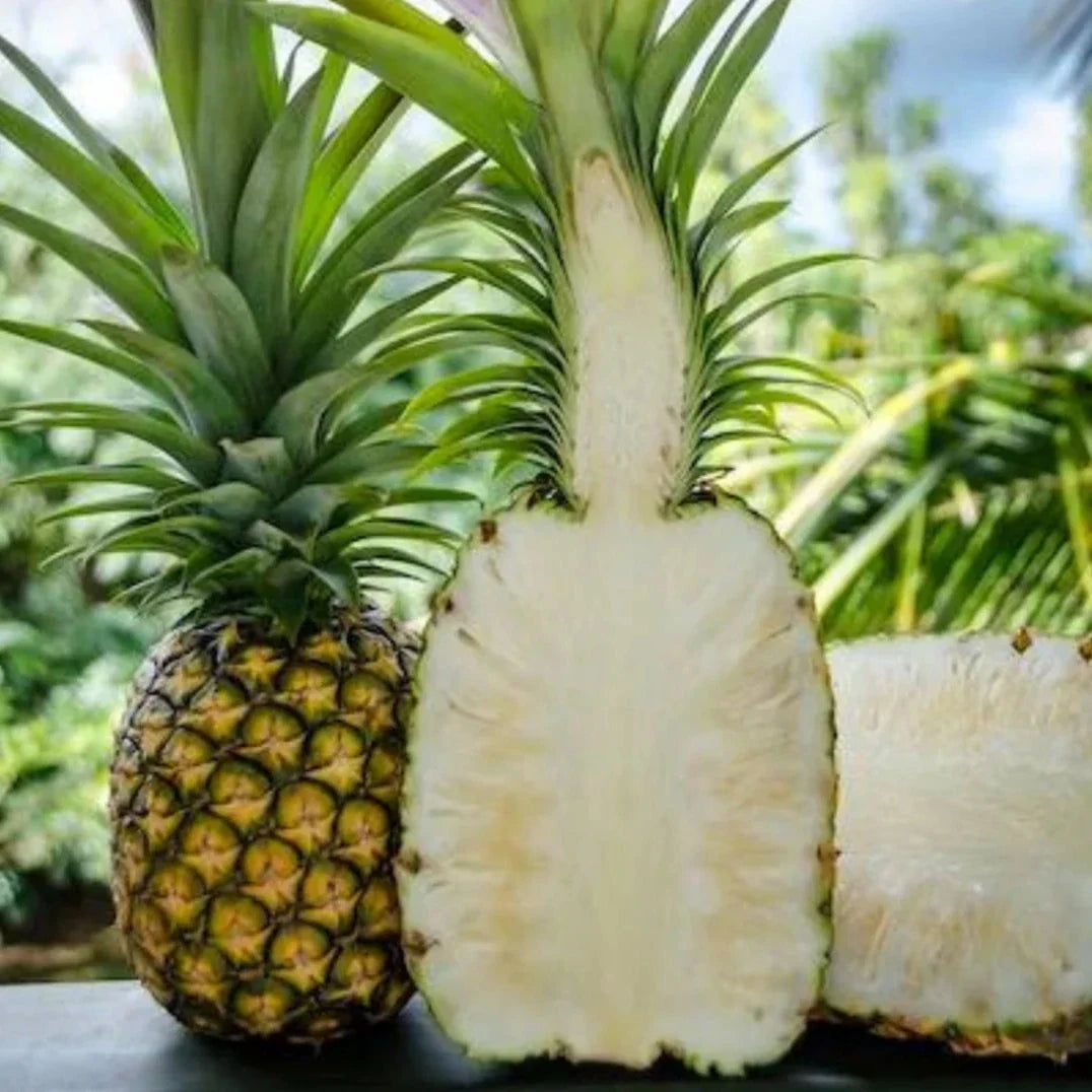 White Jade Pineapple Seeds for Planting – Grow Sweet & Low-Acid Tropical Pineapple